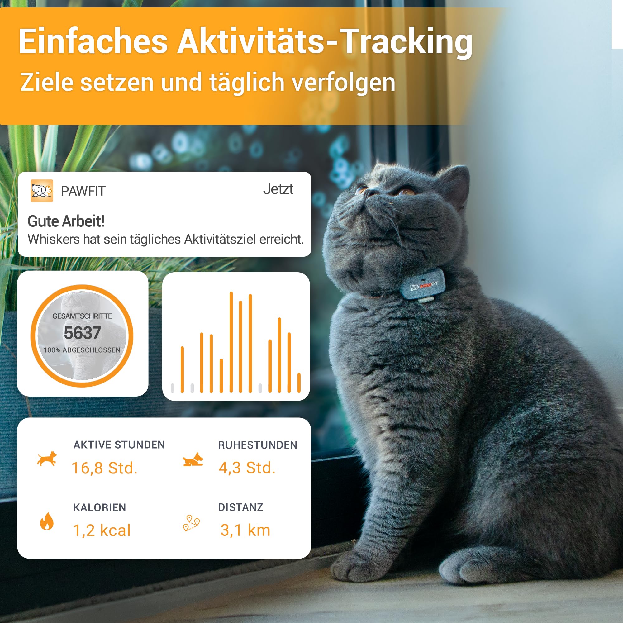 Pawfit Lite für Katzen 4G GPS Tracker | Echtzeit-Ortung | Aktivitätsüberwachung | Standortverlauf | Unbegrenzte Reichweite | Sicherheitshalsband inklusive | Kohlegrau