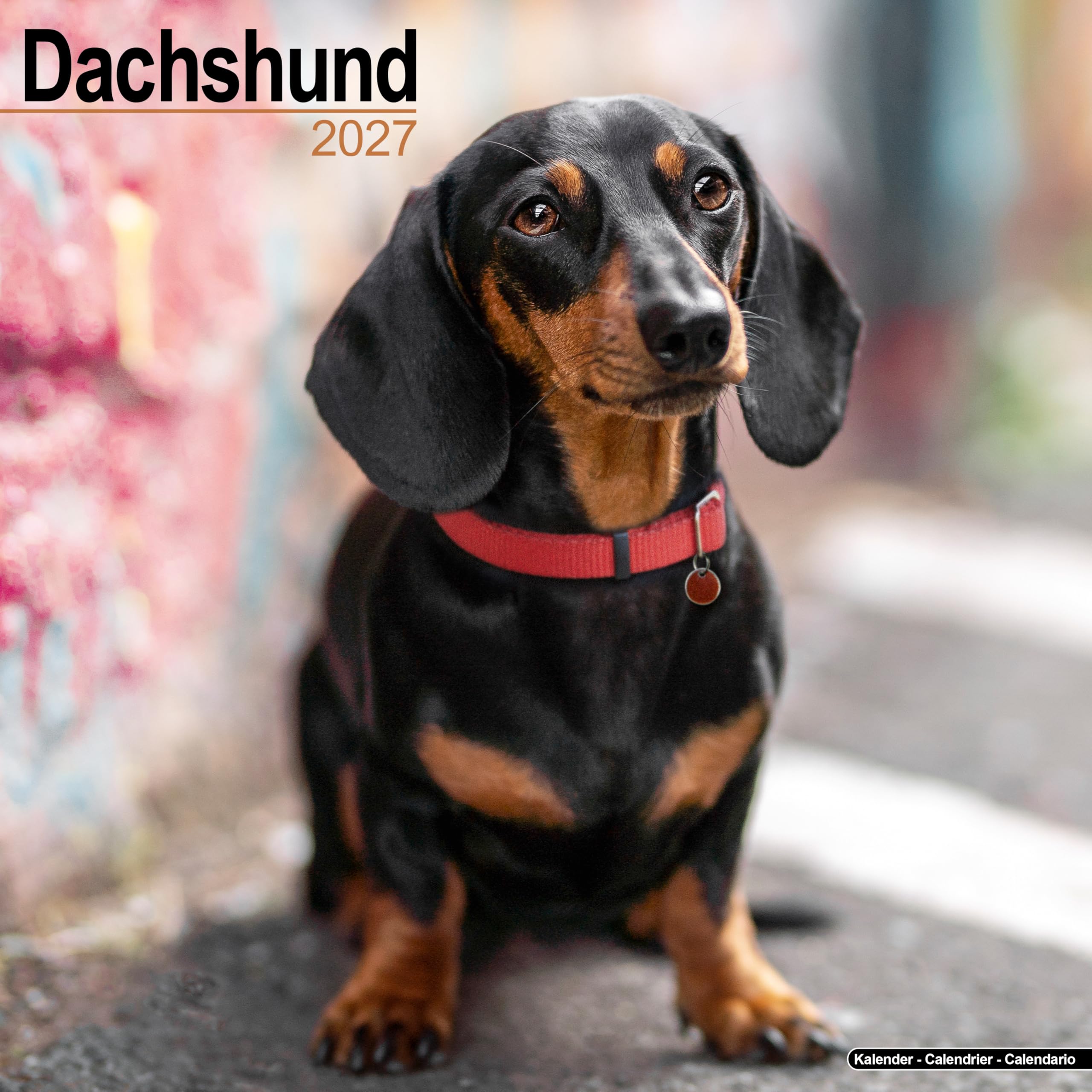 Dachshund Calendar 2027, Wall Calendars, Month To View, Dogs, Gift