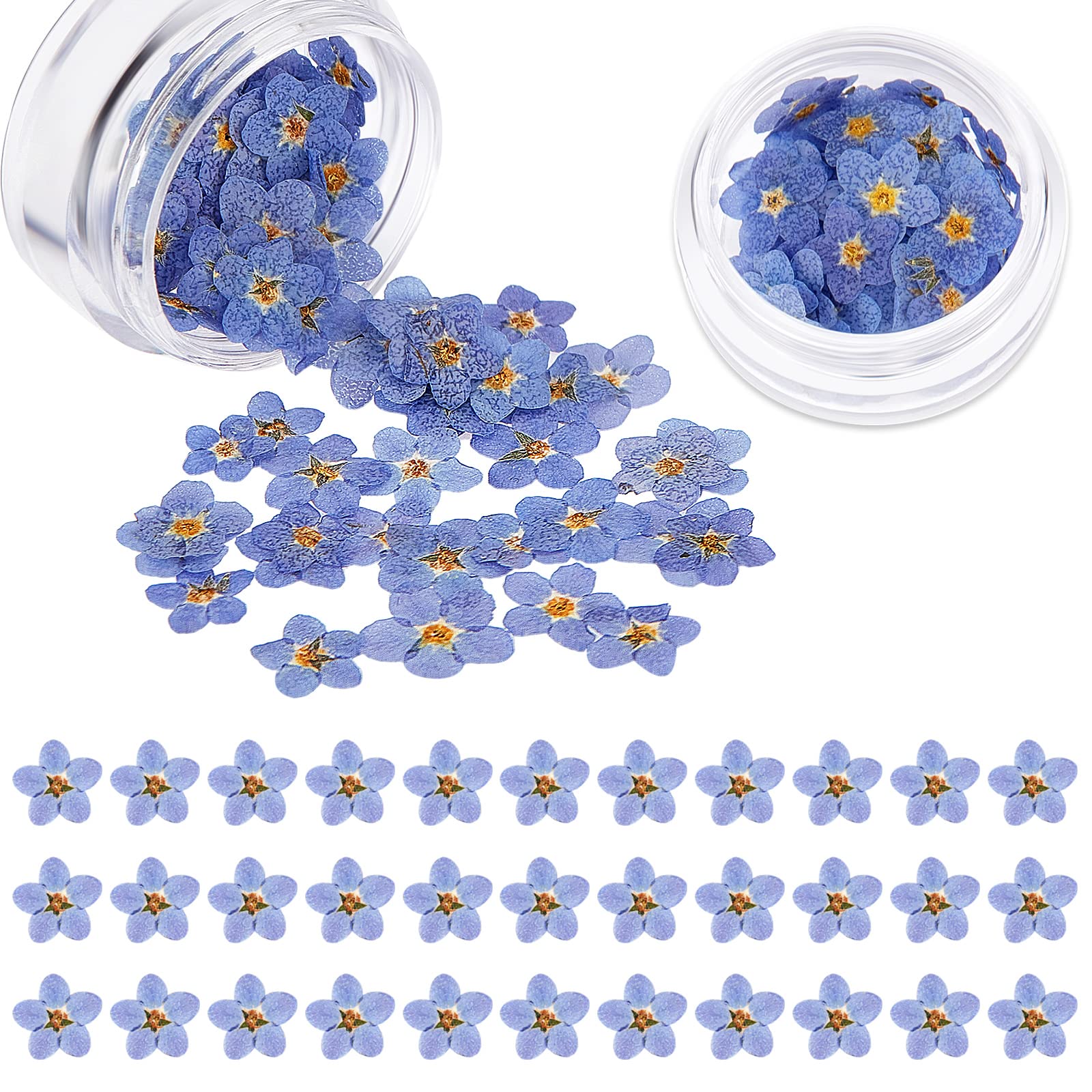 Nuanchu Natural Forget-Me-Not Dried Flowers