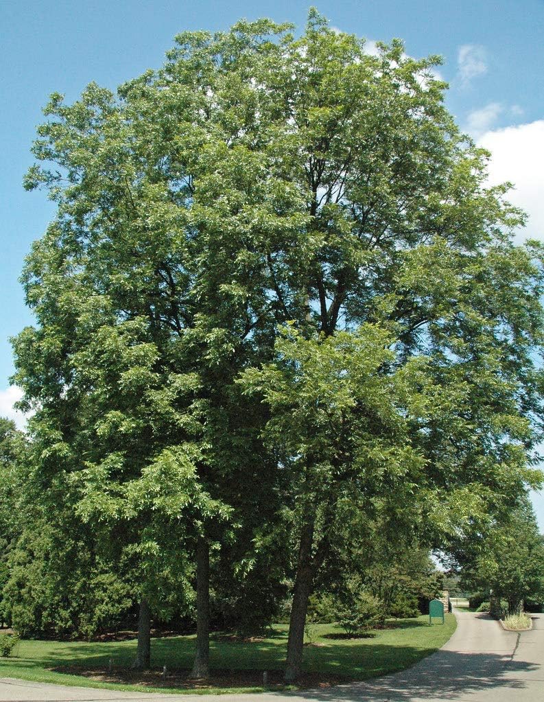 Carya illinoinensis, Osage Pecan Tree (56' (Grafted