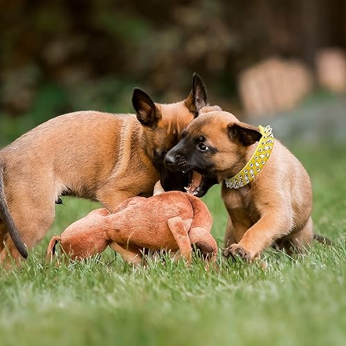 Vista 69 de Collar de perro y gato con pinchos pequeños y medianos para perros pequeños y medianos, collares ajustables con tachuelas para cachorros, collar