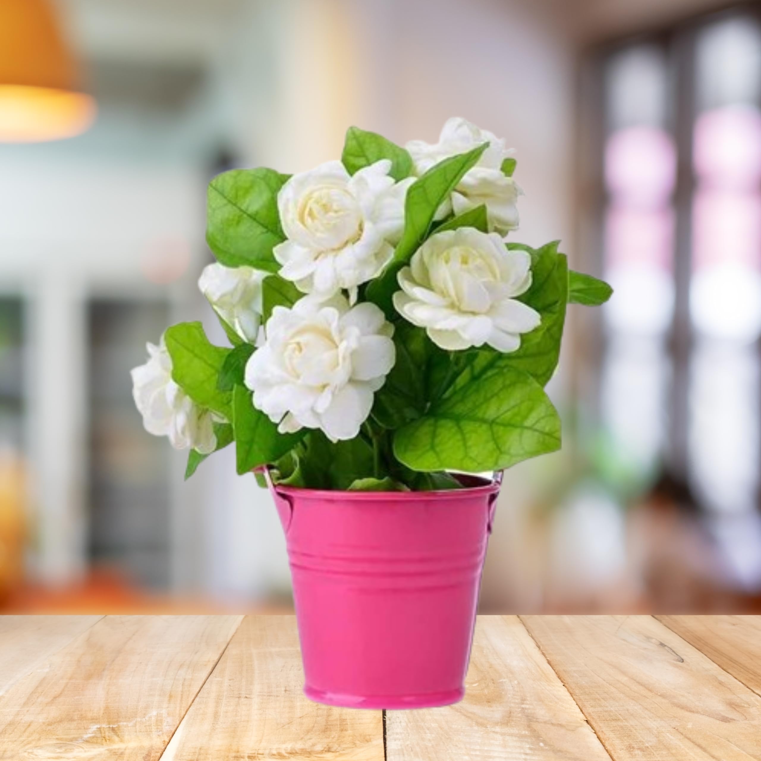 See full amazon price history chart for Mogra Double - Arabian jasmine Fragrance Live Flower Plants By Andhagnai Mogra Double - Arabian jasmine Fragrance Live Flower Plants By Andhagnai (B0D4H8BZGL) Amazon Price History, Amazon Price Tracker