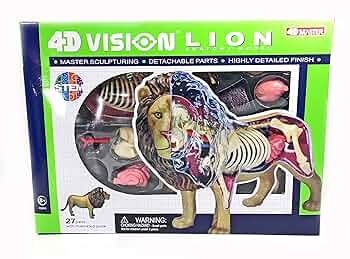 4D MASTER 4D vision 犬　ゴールデン　フィギュア　解剖学モデル Amazon.co.jp: Tedco 入学祝い 科学おもちゃサイエンストイ 教材