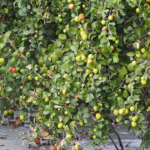 Miniatura 5 de CHUXAY GARDEN Ziziphus Mauritiana-Azufaifa india, ciruela india, fecha, volcadas de manzana 10 semillas de árboles frutales tropicales Jardinería