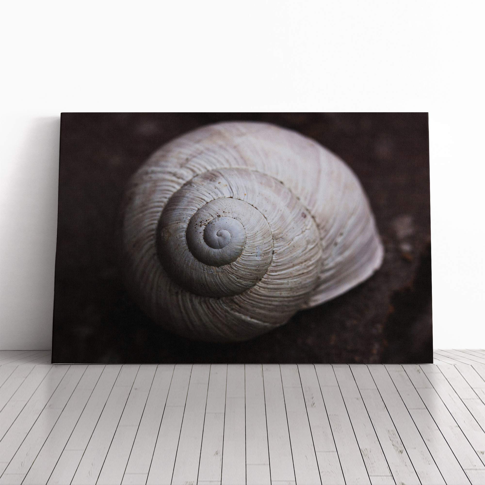 Snail Shell Canvas Print | Gallery Wrapped 30mm Frame Wall Art | 30x20 inches | Ready to Hang | Modern Animals Picture | Living Room Bedroom Lounge Office