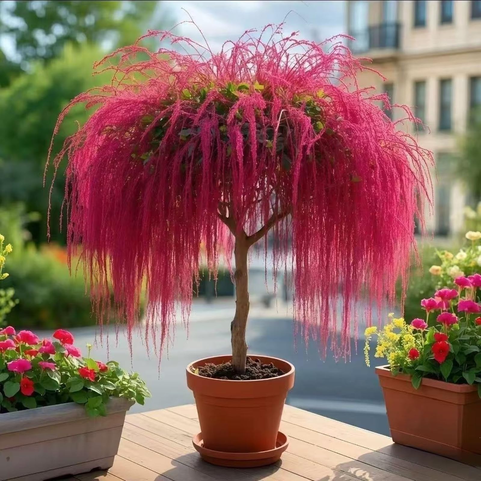 Beautiful Dreamy Tassel Tree Seeds,Perennial Glutinous Rice Flower,Ornamental Potted Tree Plant Seeds, Garden Displays -20Count-B