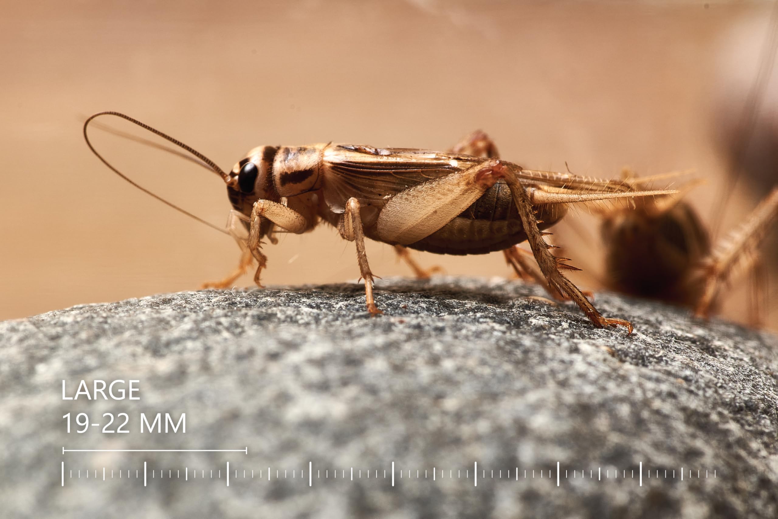 Żywe świerszcze domowe | rozmiar 2 (6-8 mm) Bardzo małe| MINI op – 150 szt. | karmowe wylęg