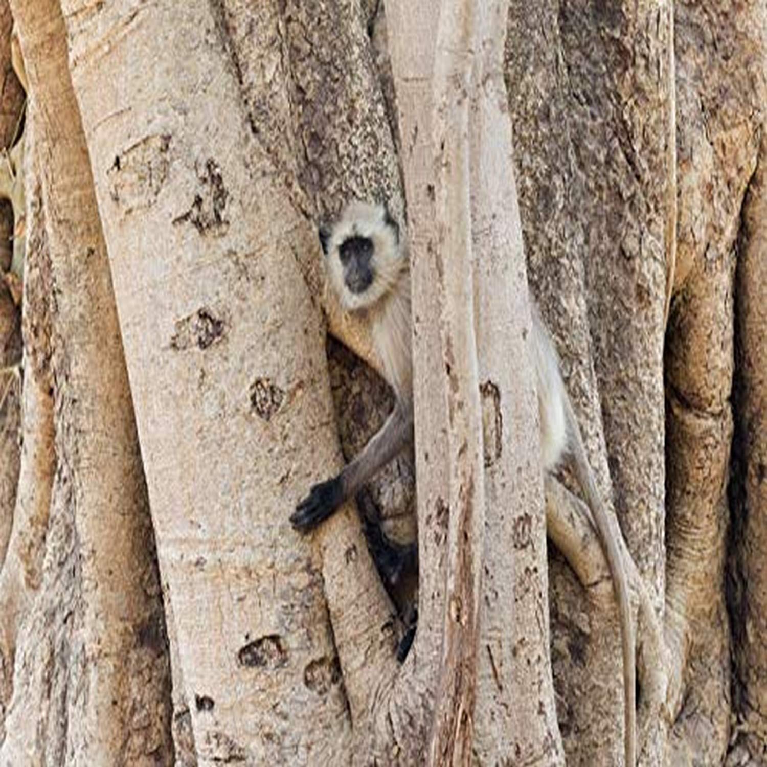 Posterazzi PDDAS10EGO0001LARGE Indie, Madhya Pradesh, Park Narodowy Bandhavgarh. A Northern Plains langur Playing Among The Roots of a Tree wydruk fotograficzny, 36 x 24, wielokolorowy