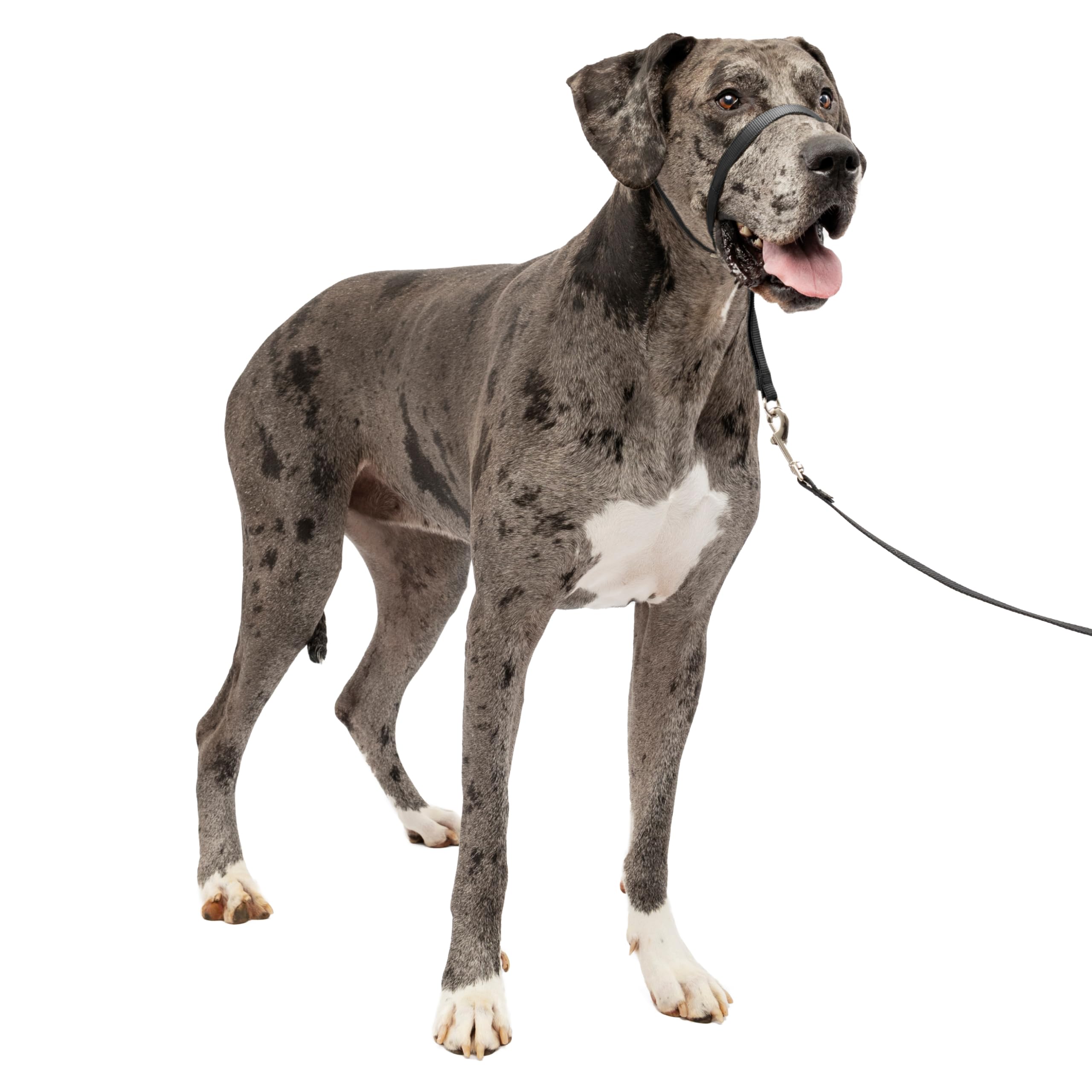 Pet Safe Gentle Leader Leash, Head Collar, Quick Release