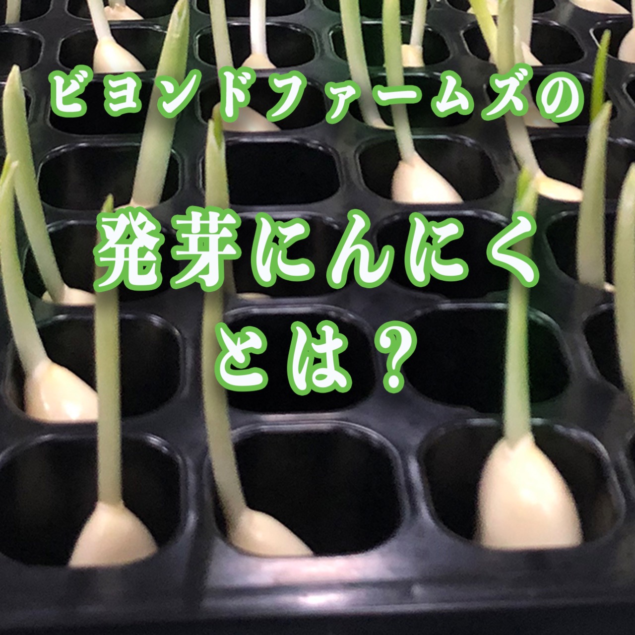 Amazon.co.jp: 発芽にんにく 水耕栽培 国産 500g スプラウトにんにく
