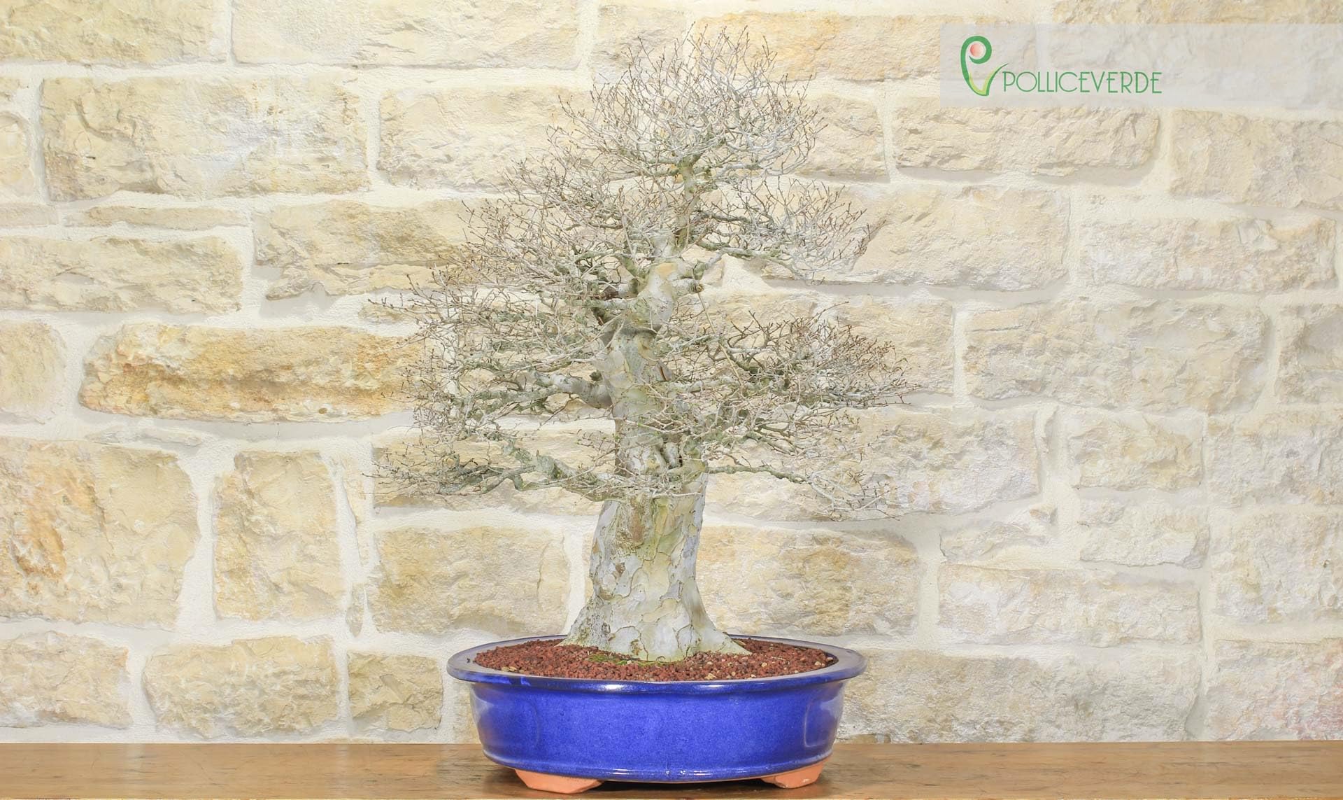 Bonsai di Zelkova Parvifolia (80)