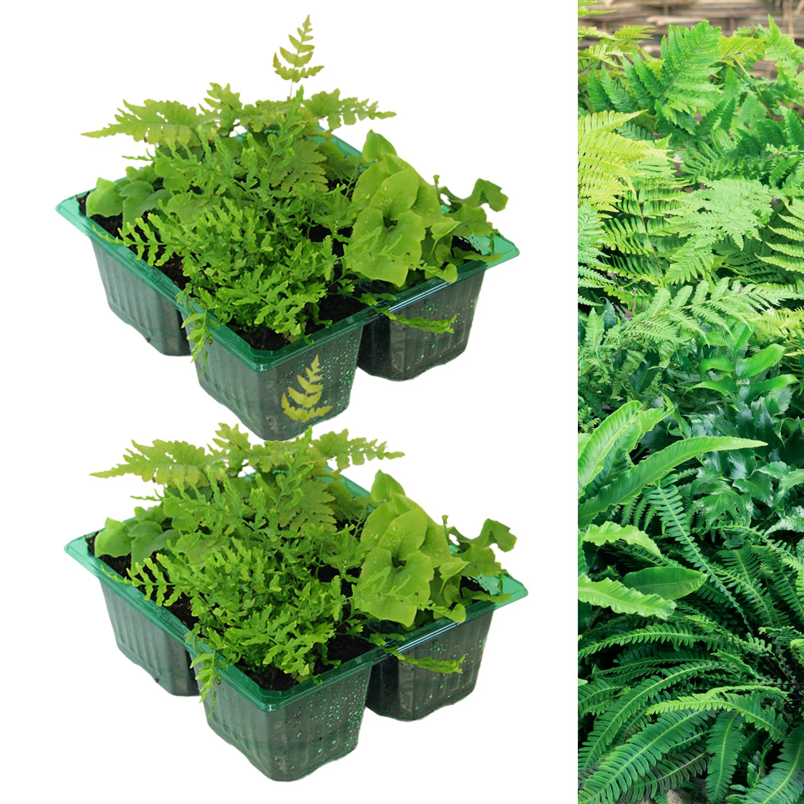 Carbeth Plants - 8 x Hardy Fern Plant Mix - Mixed Evergreen Outdoor Ferns - Shade Loving Plants Garden Ready - Ideal for Rockeries, Containers and Pots (2 Packs - 8 Plants) — image 1