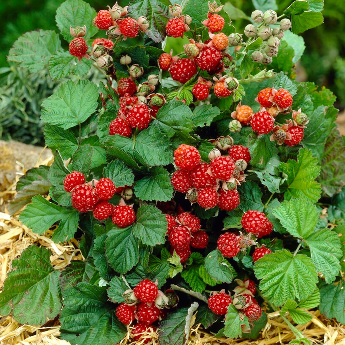 Bloomique - Set de 2 - Rubus idaeus ‘Heritage’ - Frambuesa - Planta frutal - Resistente al frío - 50-70 cm - Maceta 15 cm