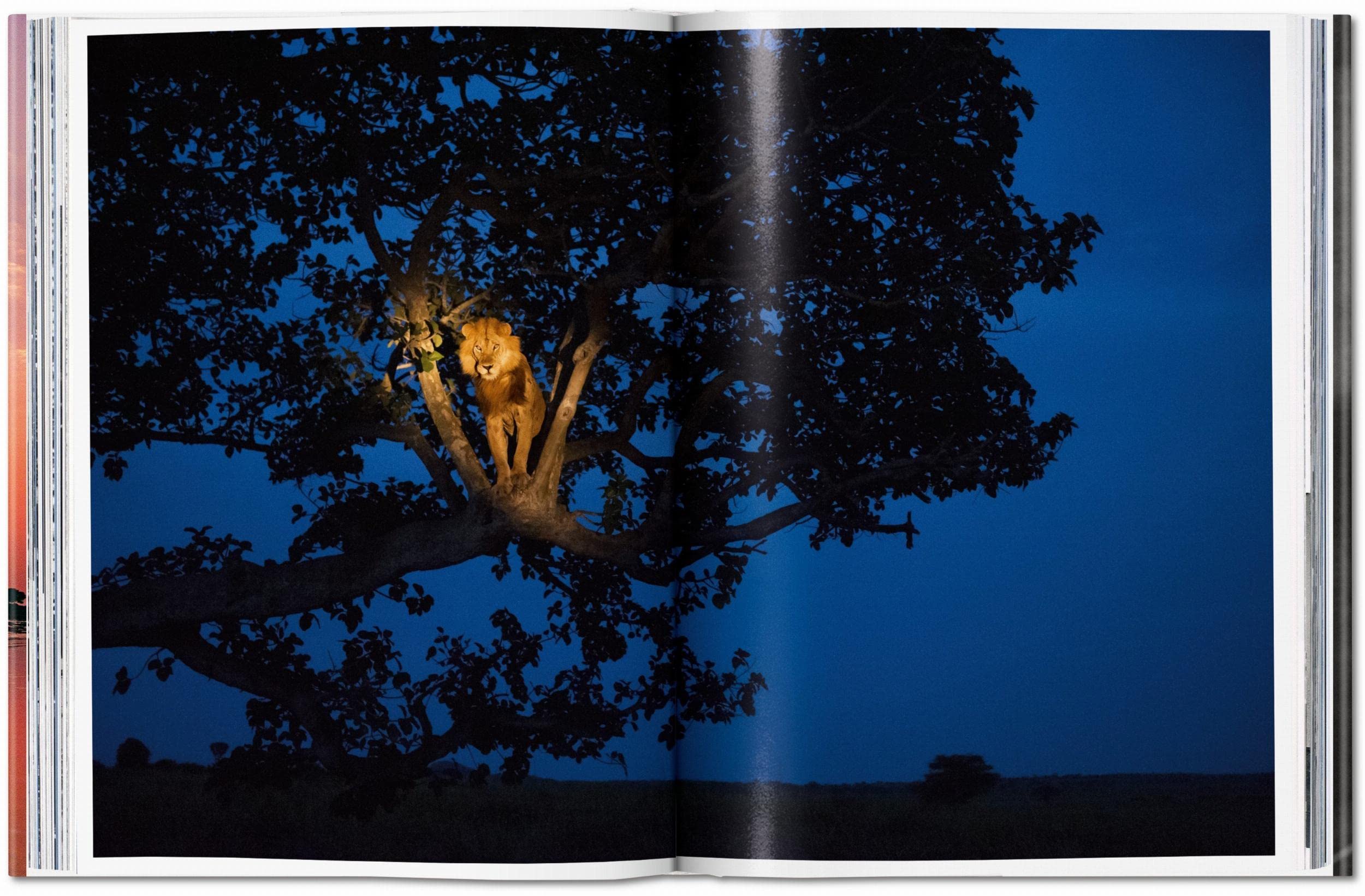 National Geographic. Le Tour du monde en 125 ans. L'Afrique