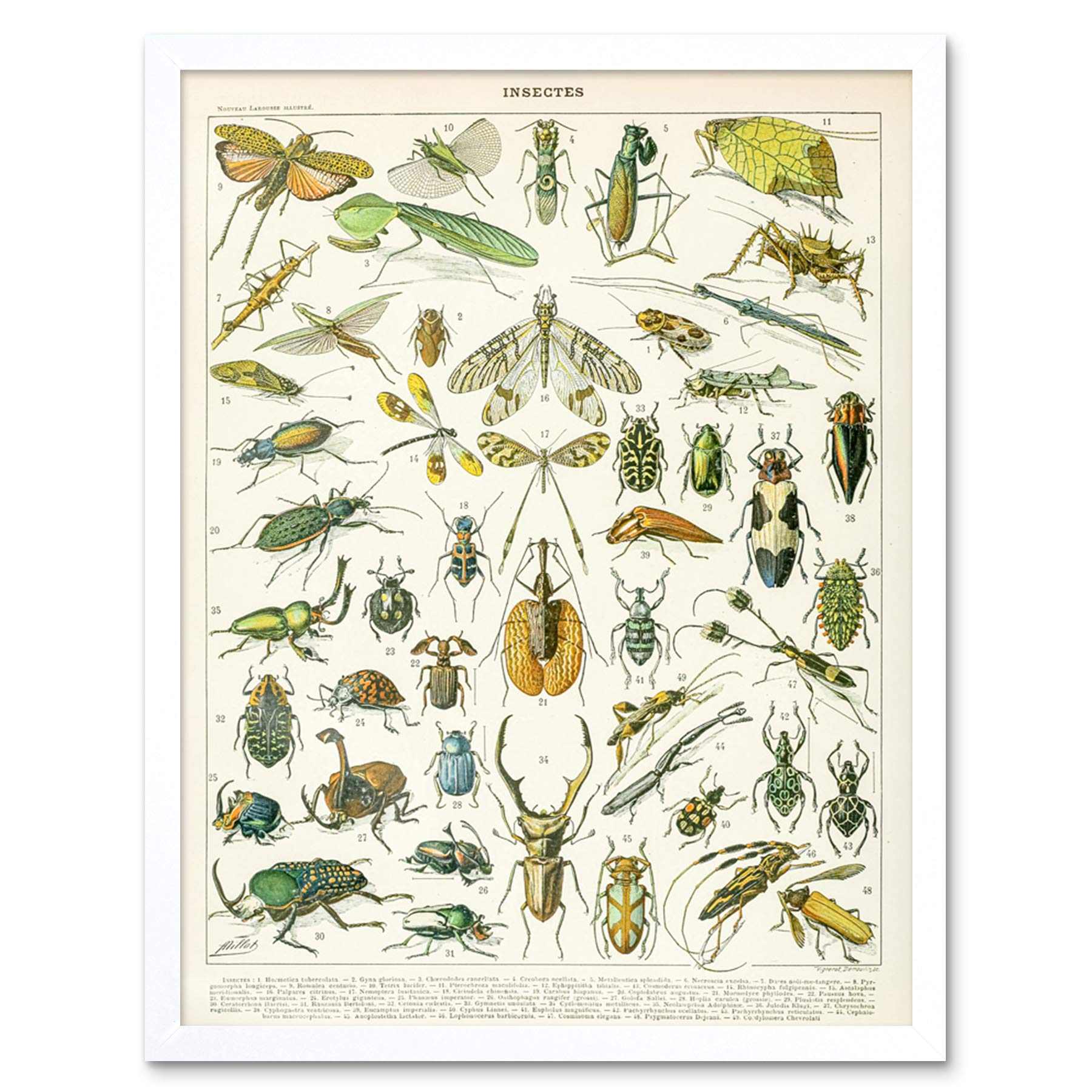 Artery8 Millot Encyclopedia Page Insects Beetles Art Print Framed Poster Wall Decor 12x16 inch