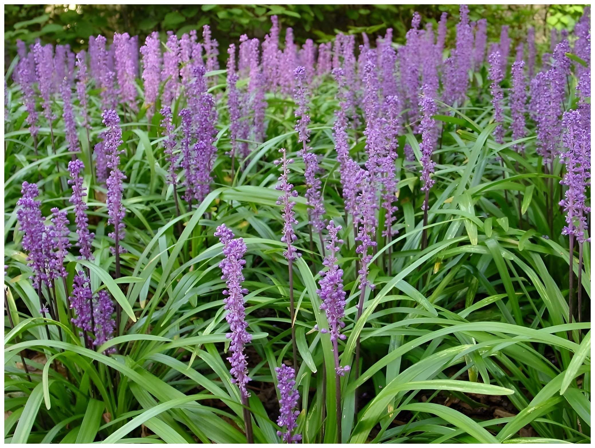 Stauden Gänge 10 x Liriope muscari 'Big Blue' Lilientraube winterhart | Blaues Ziergras für Sonne bis Halbschatten, Blüte August bis Oktober, mehrjährig, 1 L Topf (11x11 cm)