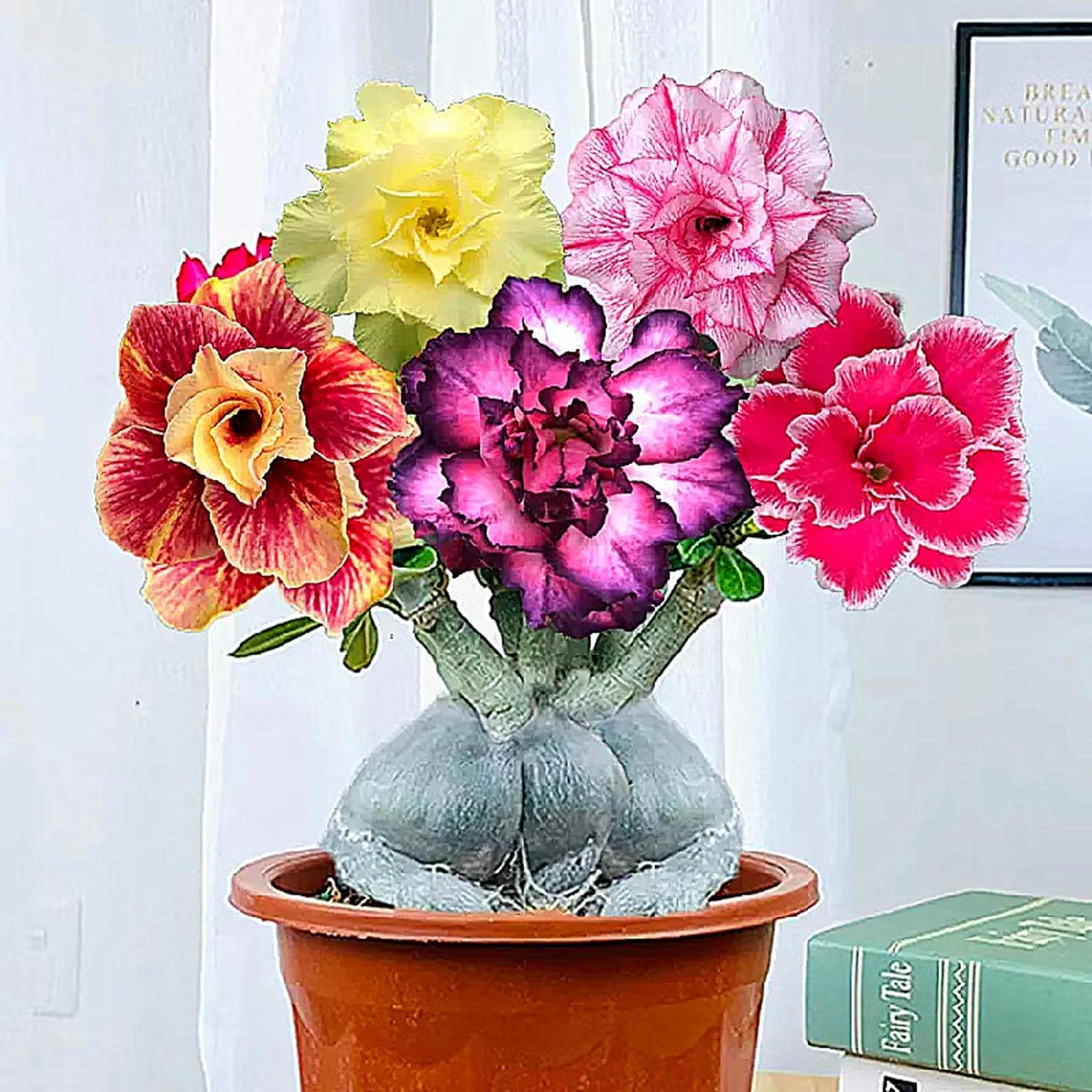 Desert Rose Bulbs for Planting Now UK Ornamental Perennial Cold-Resistant Greening Flower Unique Easy Plant Professional Natural Organic Excellent Display Good for Containers-2Bulbs-B โ image 1