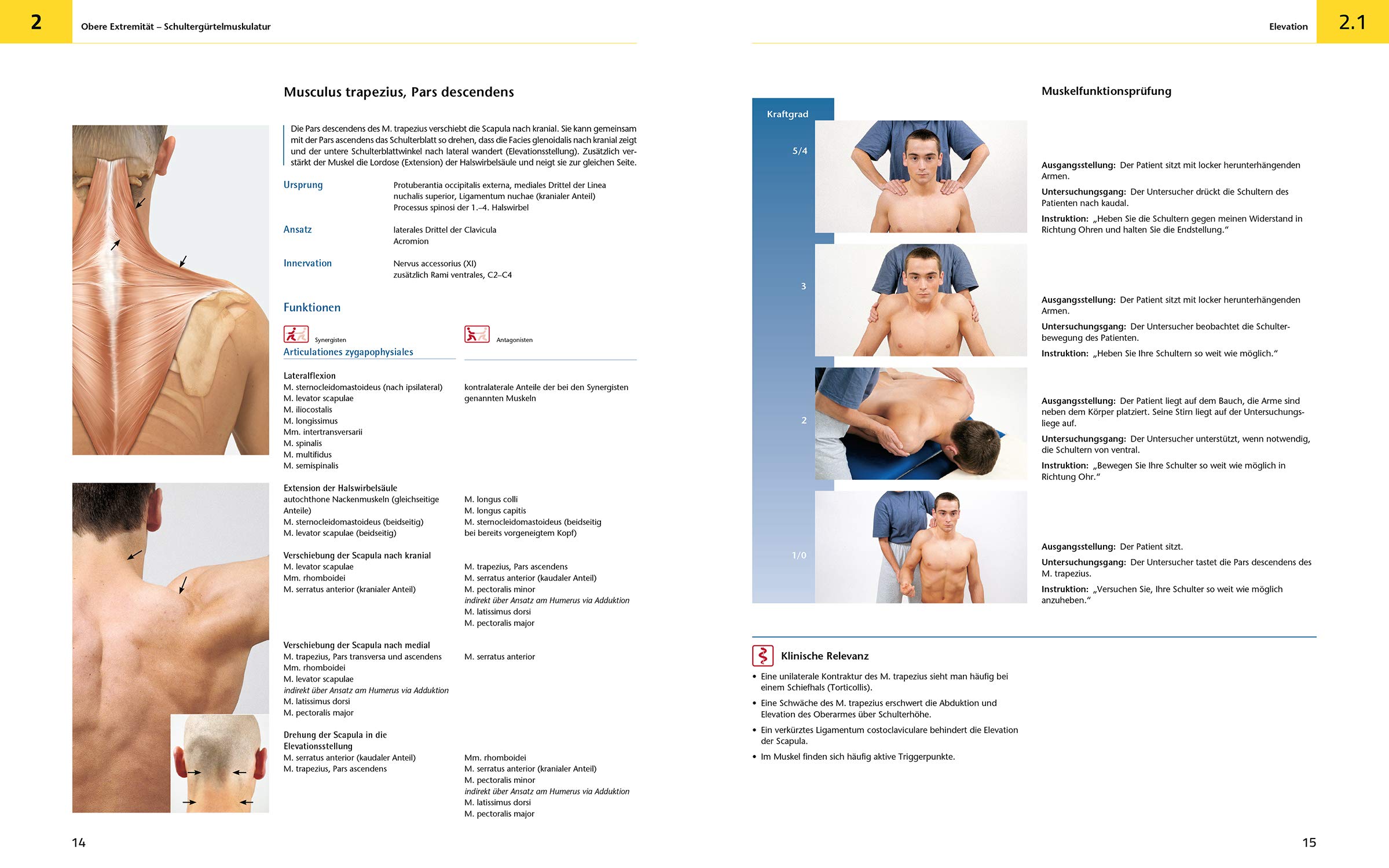 Das Muskelbuch: Anatomie | Untersuchung | Bewegung (inkl. Anatomieposter)
