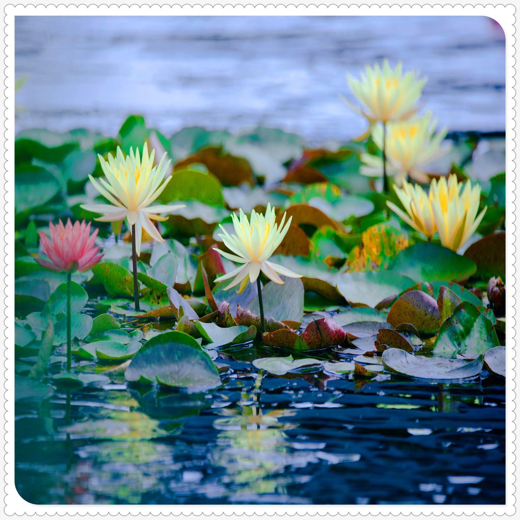 Water Lily Seeds. Grows Quickly, Blooms Easily, can be Used in Fish Tanks, Ponds, Gardens, Multiple Colors Available