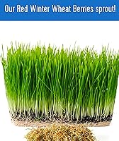 Vista 21 de Granos de trigo duro rojo de invierno transgénicos, 100 % sin irradiar. Certificado Kosher Parve. Cultivado en EE. UU. Registro de campo