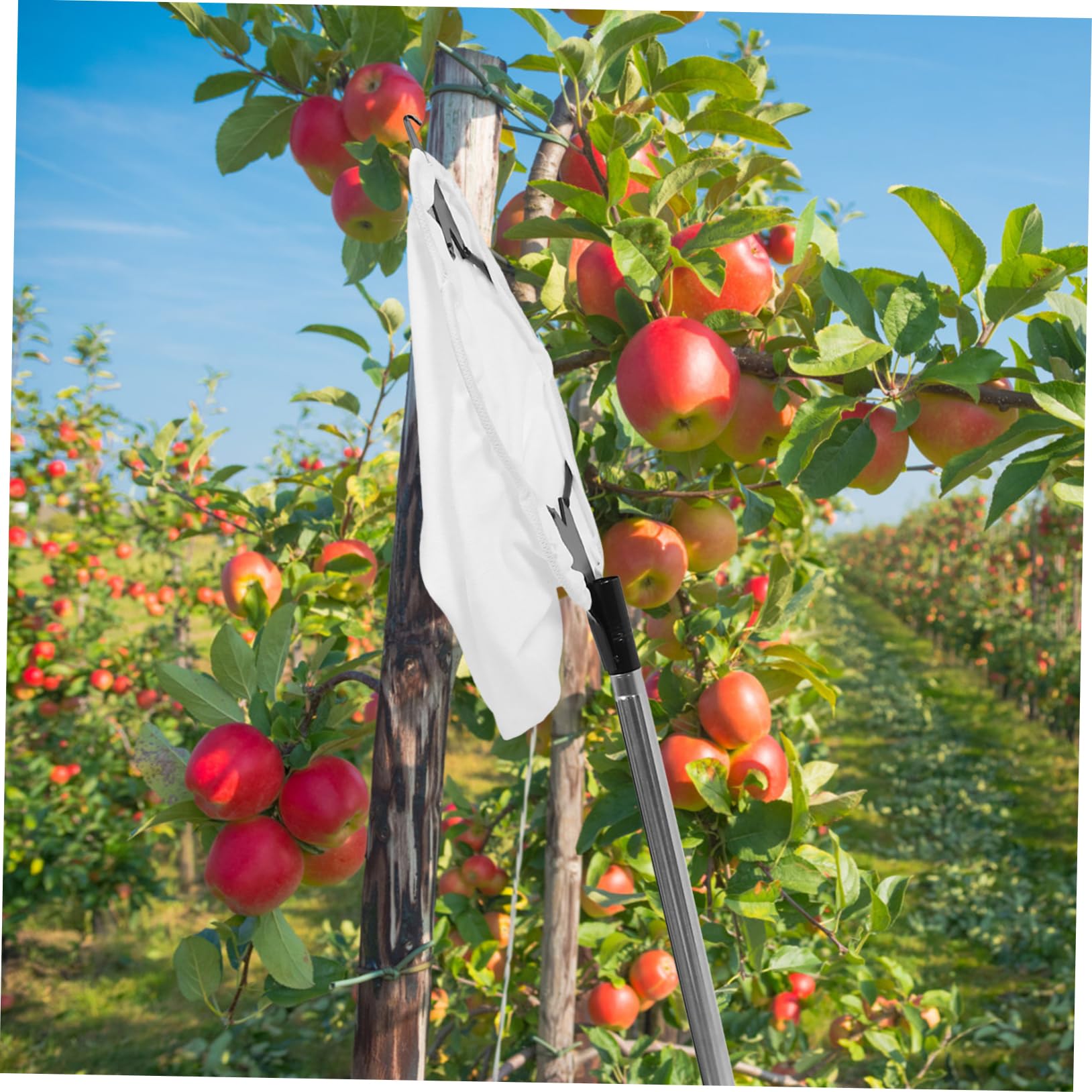 Hemobllo 1 Set Raccoglitore Di Frutta Raccoglitore Di Alberi Da Frutto Raccoglitore Di Frutta Con Palo Allungabile Con Cestino Per Raccoglitore Di Frutta Con Manico Lungo Di Mela E