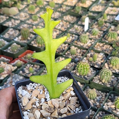 Miniatura 6 de Planet Desert Epiphyllum anguliger Fishbone Cactus