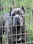 Review Image by Eclipse cane corso