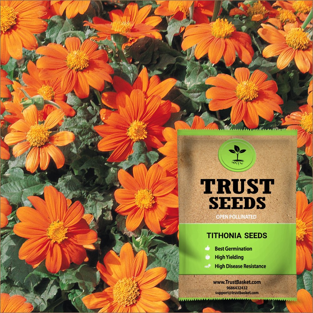 TrustBasket Premium Flower Tithonia Seeds (Open pollinated) | Sow and Grow Fresh Healthy Seed in Your Garden Perfect for Home & Terrace Gardening High Germination Seeds (B07DCSRCJ9) Amazon Price History, Amazon Price Tracker