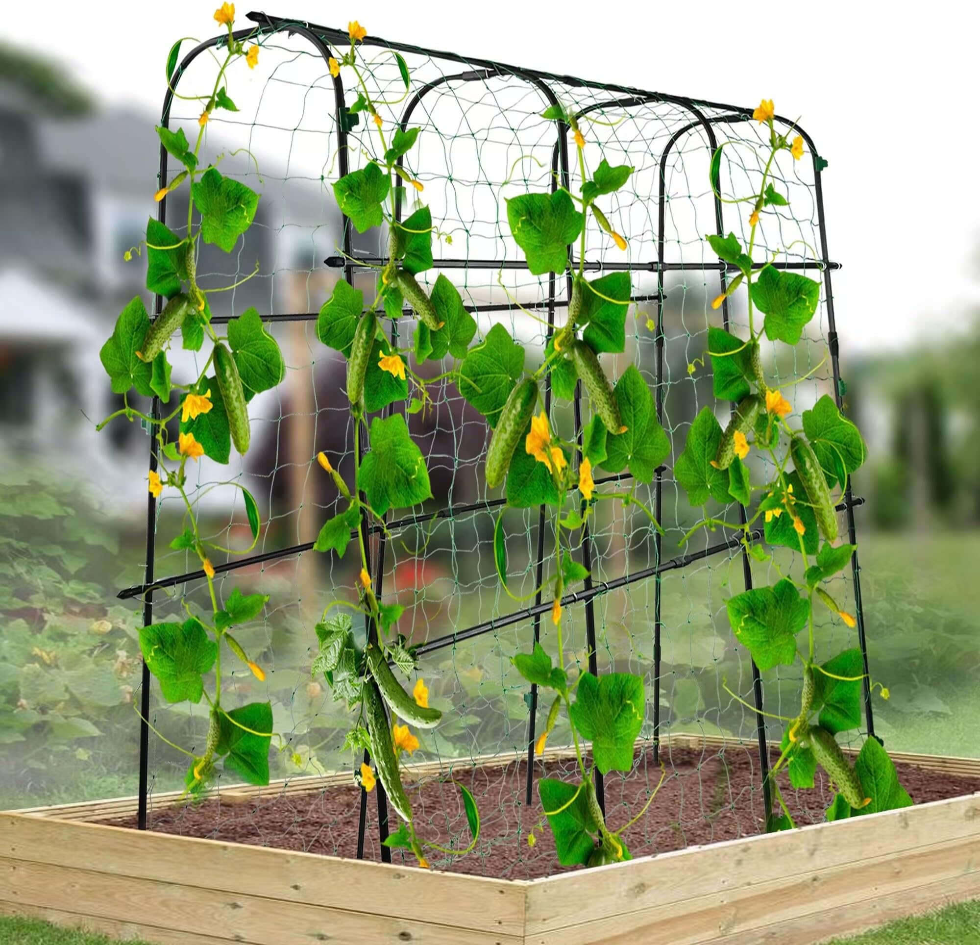 Garden Arch Trellis for Climbing Plants Outdoor 6' x 6