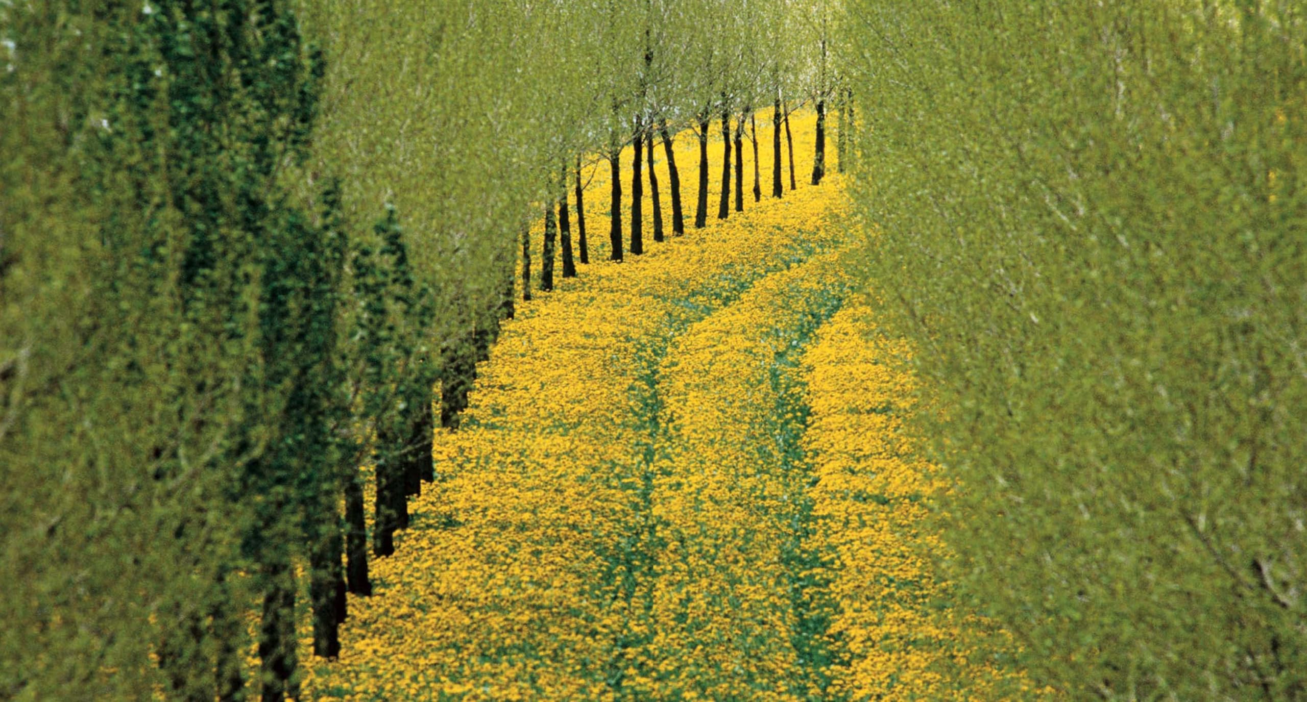 Un mondo di bellezza. Ediz. a colori