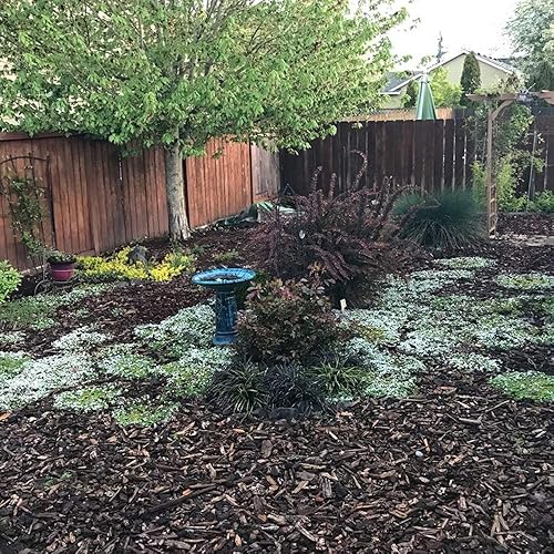 Miniatura 2 de Outsidepride 500 semillas perennes Veronica Creeping Speedwell Ground Cover Seeds para plantar