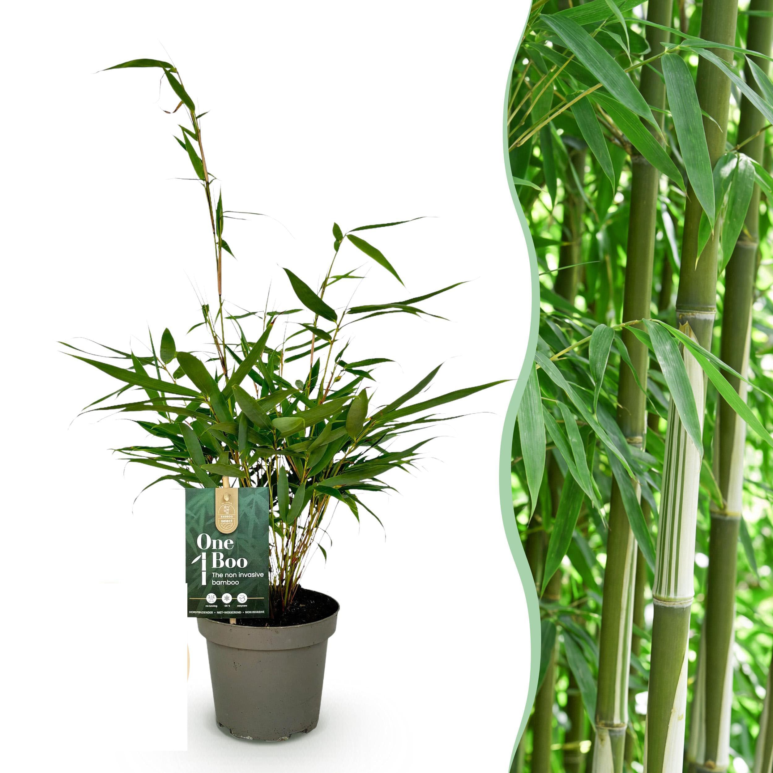 Graminées - Fargesia robusta Pingwu - Bambou non envahissant - Feuillage persistant - 2 Plantes - 25-35cm - Ø14cm - Plante de jardin