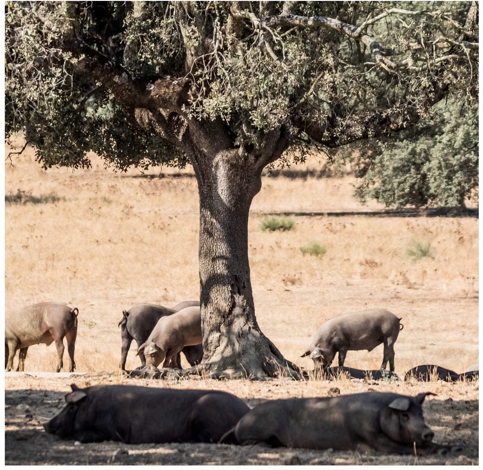 Salchichón ibérico de bellota. Salchichón lonchas. Embutidos ibéricos. Salchichón Ibérico loncheado envasado al vacío. Contiene 5 sobres x 80 grs (400grs.).