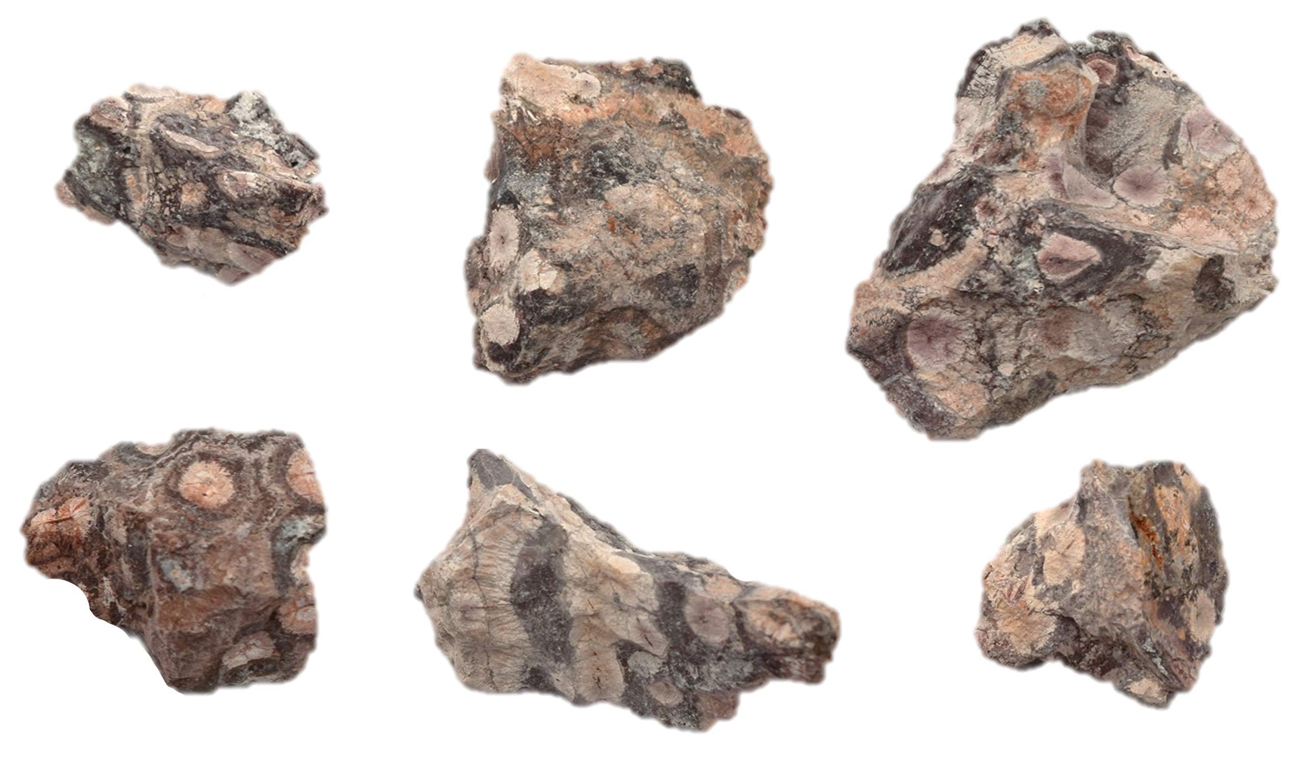 EISCO 6PK Raw Rhyolite, Igneous Rock Specimens - Approx. 1" - Geologist Selected & Hand Processed - Great for Science Classrooms - Class Pack