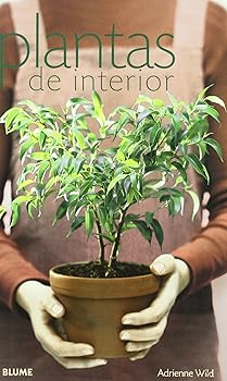 PLANTAS DE INTERIOR (JARDIN...