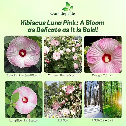Miniatura 2 de Outsidepride Hibiscus Luna Pink Swirl Garden Flower Seed & Plantas de follaje - 10 semillas