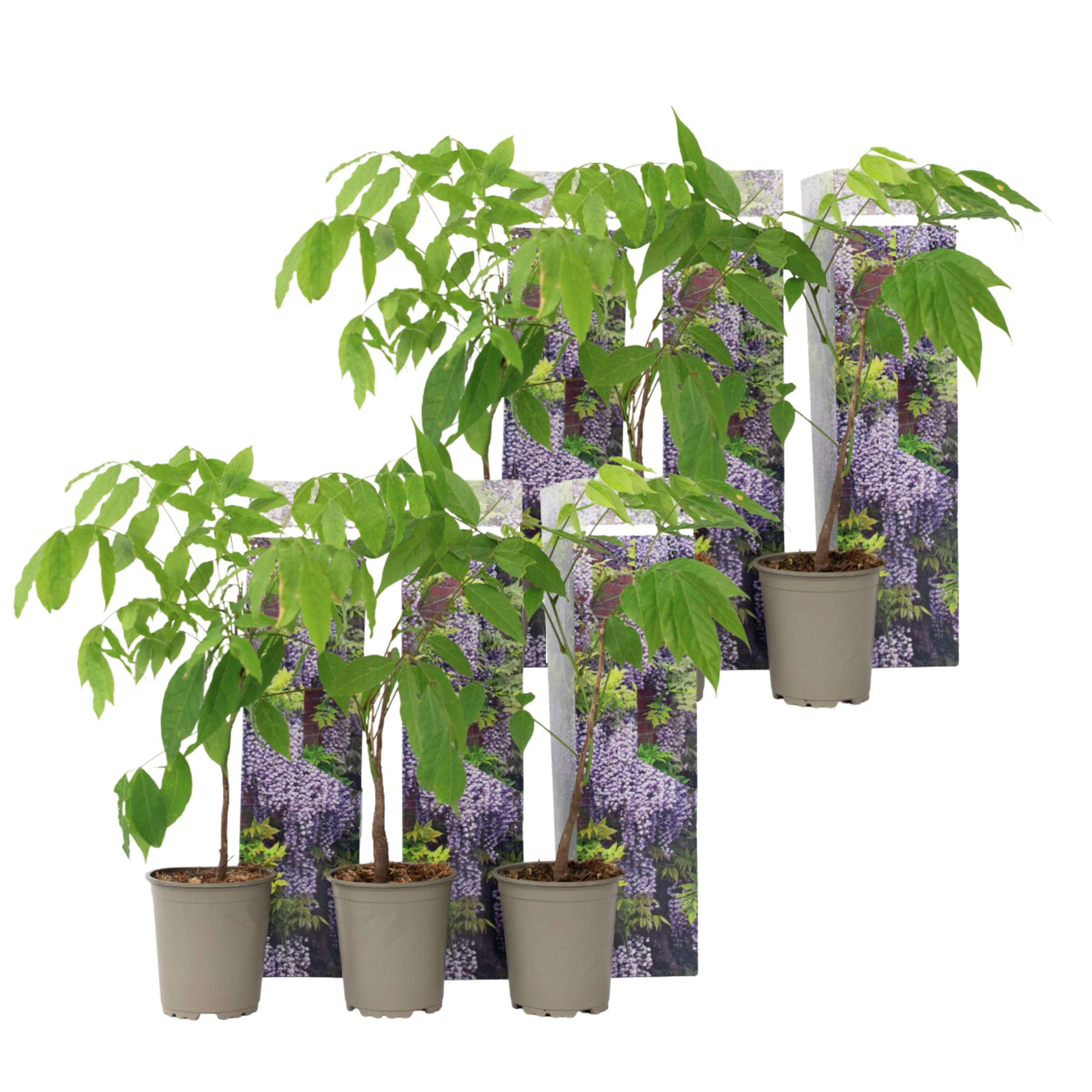 Plant in a Box - Wisteria sinensis - Wisteria wisteria - Set of 6