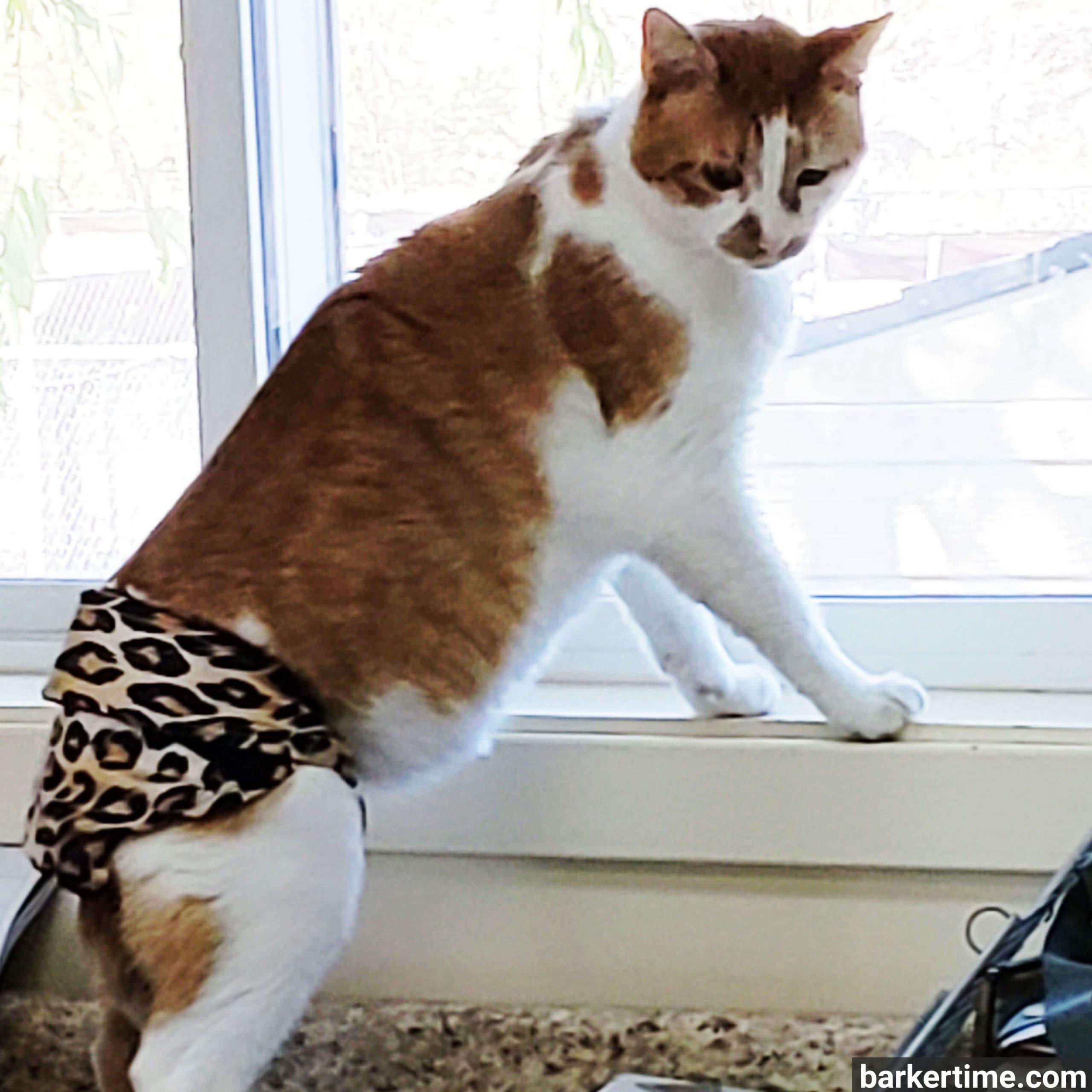 off leash k9 trainer