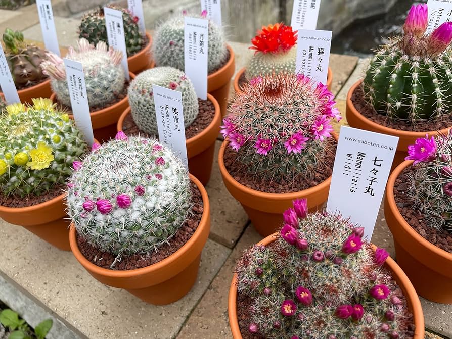 多肉植物　花サボテン　ミカン様 リクエスト 4点 まとめ商品 多肉植物 花サボテン 4点セット - メルカリ