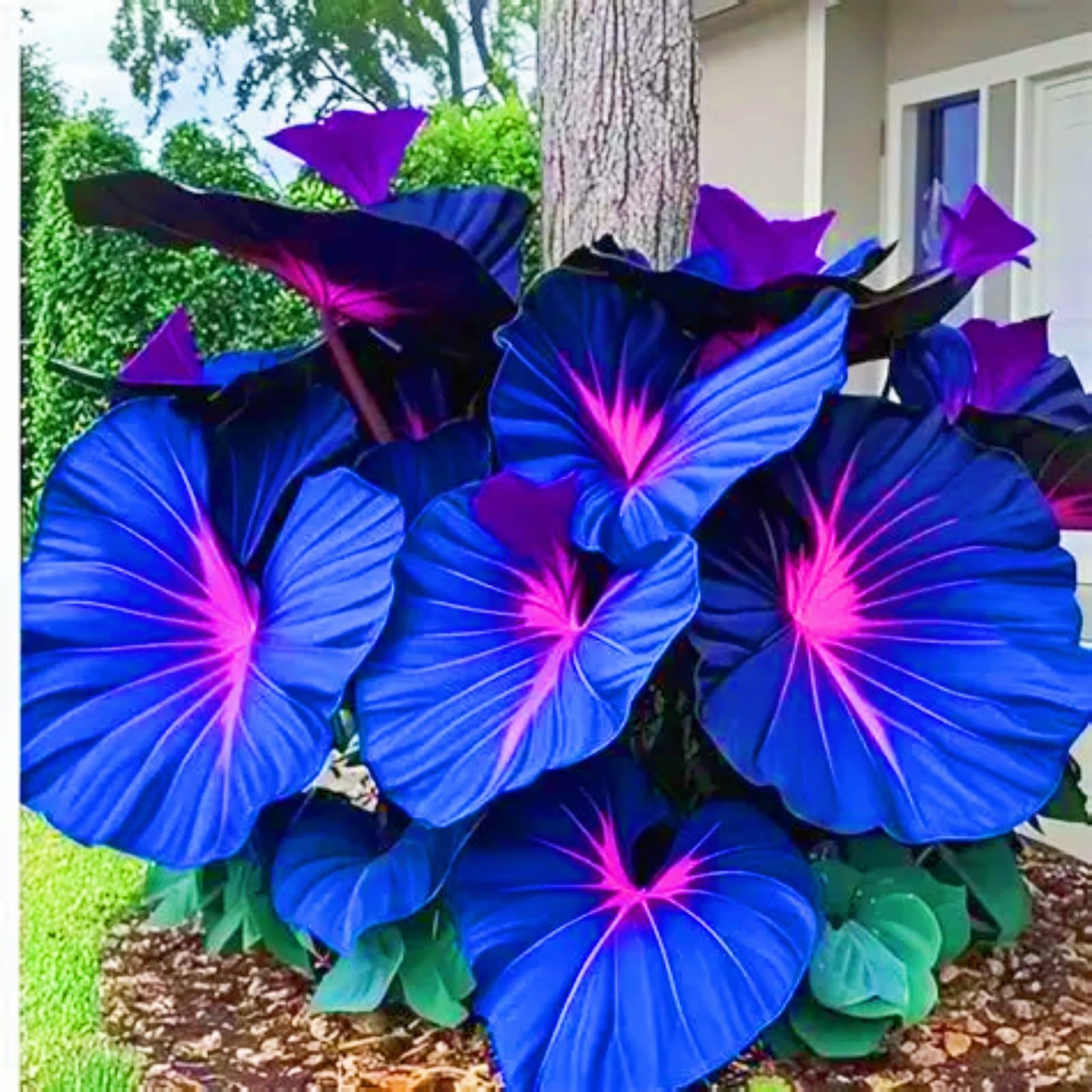Hostas Plants hosta Bulbs Simple to Grow Garden Flowers Wedding Flowers-4bulbs-c