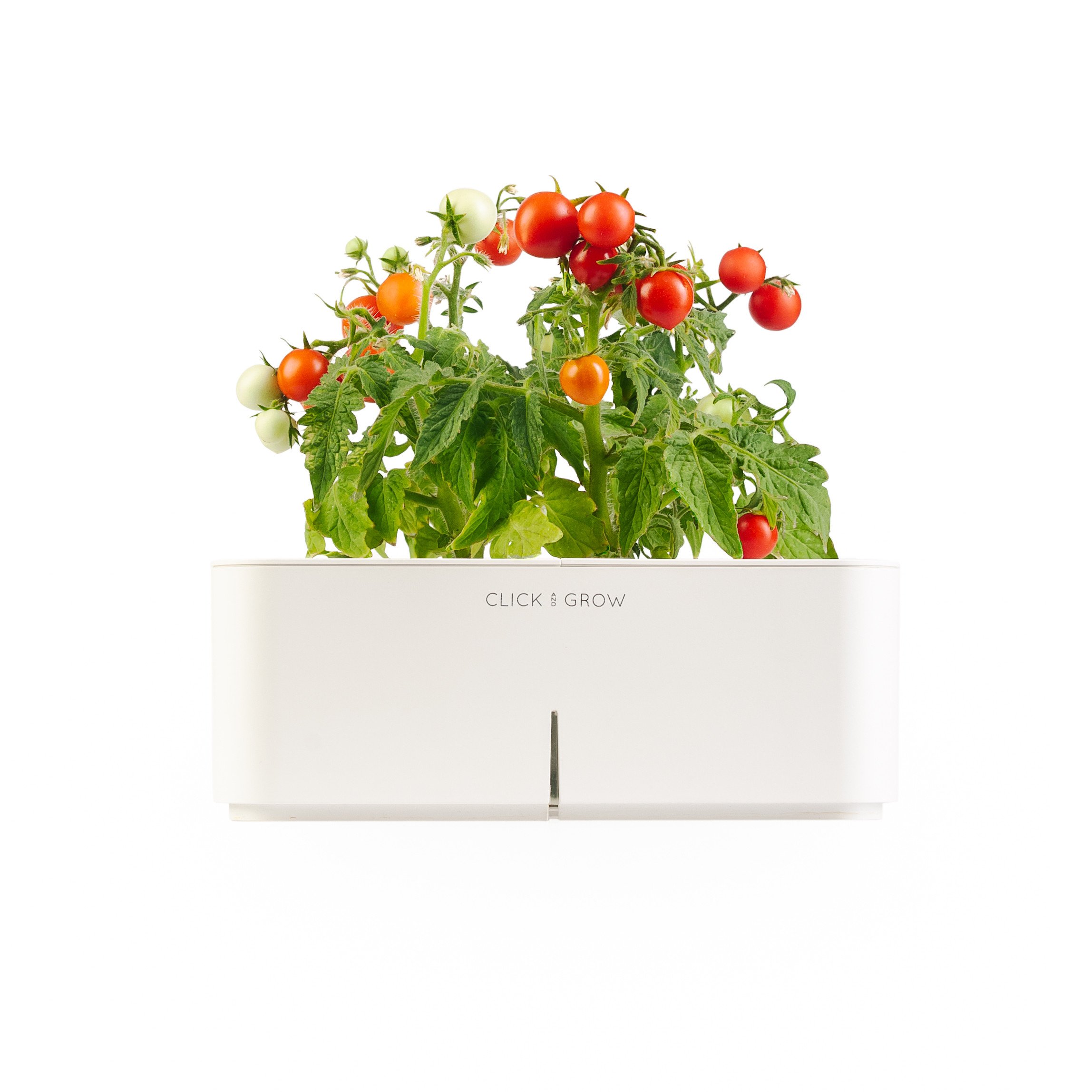 Click&Grow Starter Kit Mini Tomato Pianta di Mini Pomodori