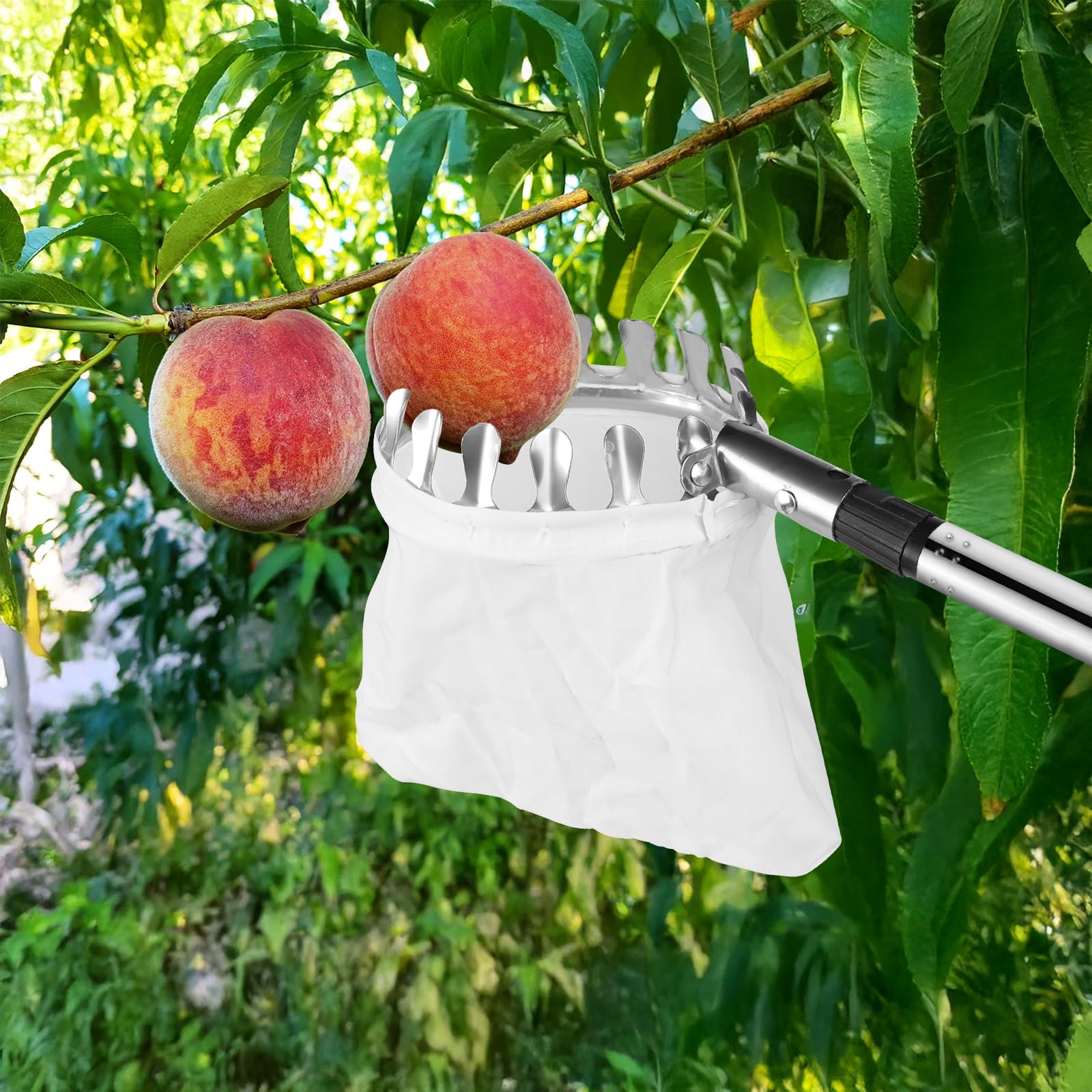 DBREAKS Raccogli Frutta, 4,2M Raccogli Mele con Manico Telescopico, Palo in Acciaio Inox Leggero Raccogli Frutta, Acciaio Inox Cestino con Sacchetto di Cotone, Diametro 16 cm