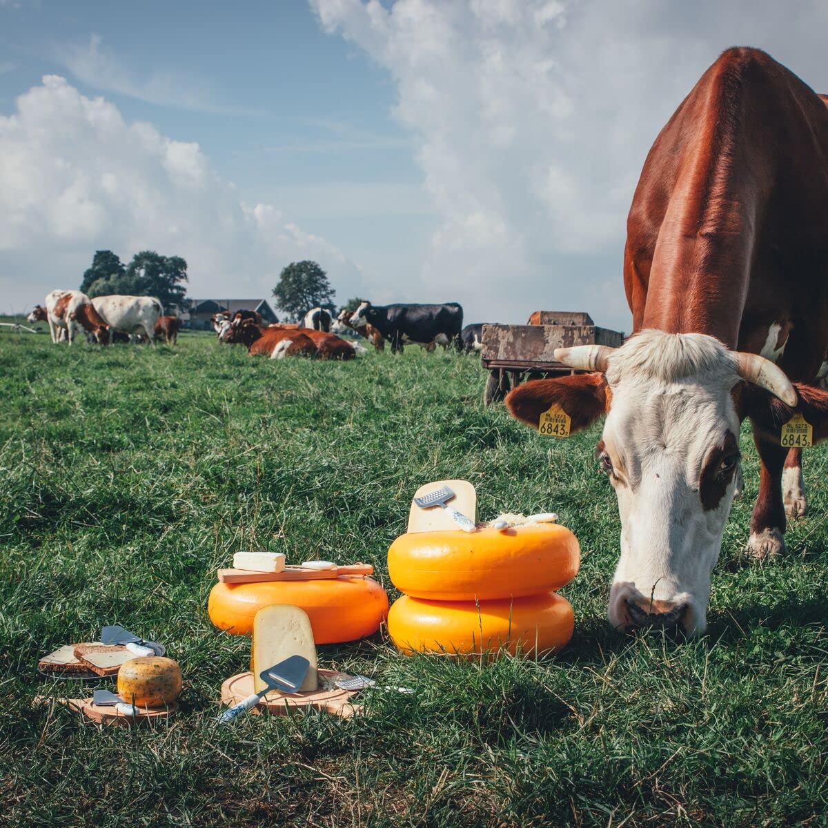 Amazon.co.jp: BOSKA(ボスカ) スライサー ブルー 160x55x16 mm チーズ