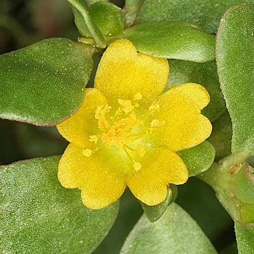 Verdolaga Verde (Portulaca oleracea) - Cultiva ahora o almacena para futuras plantaciones - Cápsula de 40 semillas