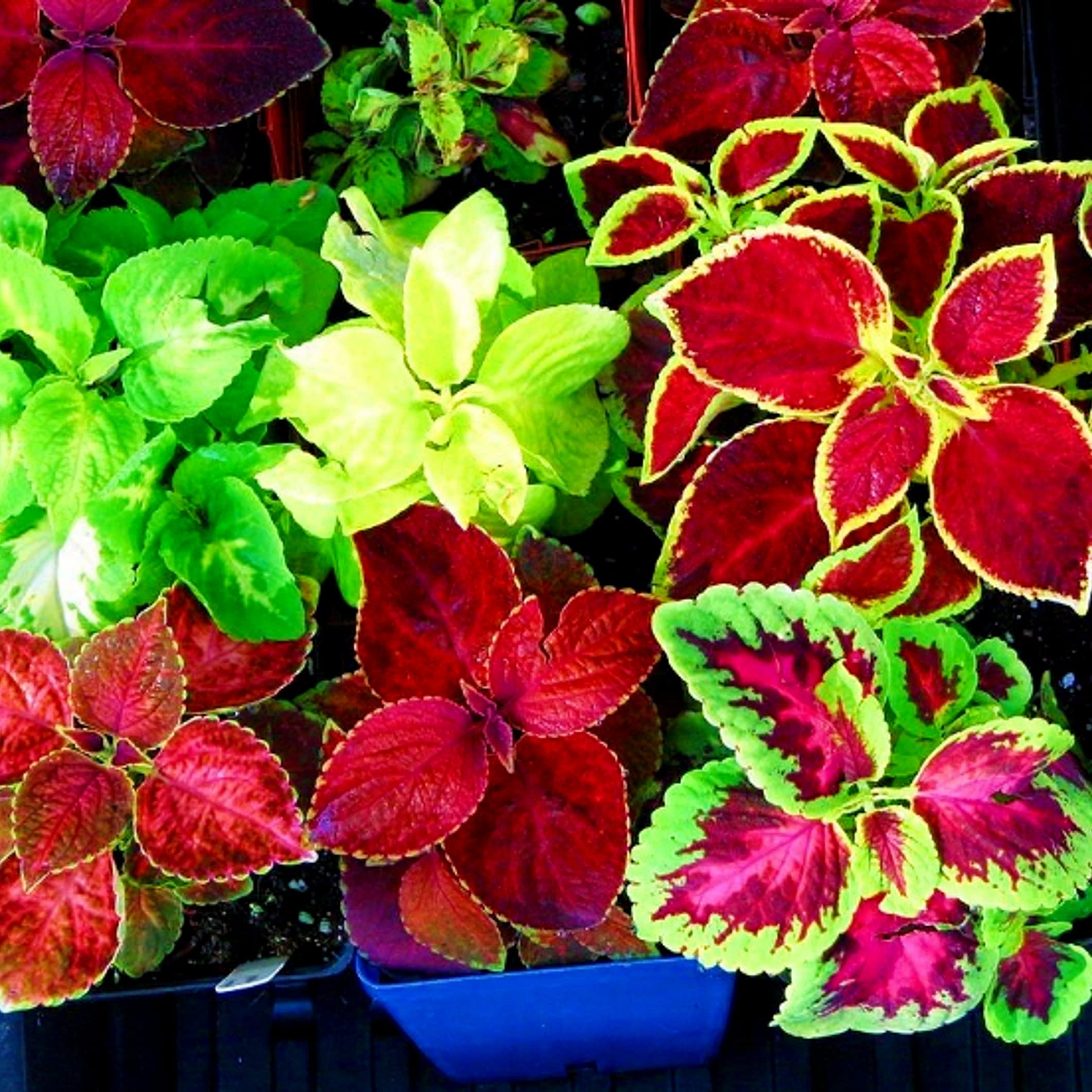 Coleus Rainbow Mix - Hybrid Pack of 100 Seeds (B09FR45LLB) Amazon Price History, Amazon Price Tracker