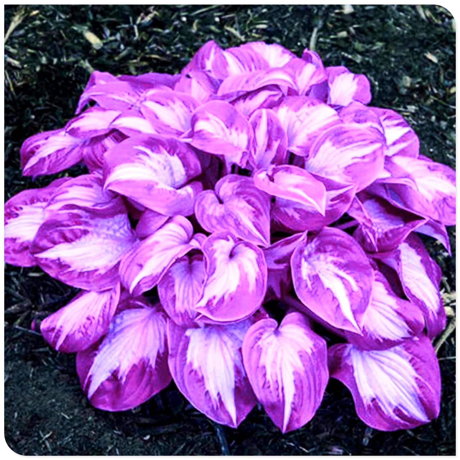 Hosta Bulbs Fall Planting UK/Plants/Rhizome/Resistant/Bedding/Gorgeous/Ornamental/Potted/Hosta Plant-F-8 Bulbs โ image 1