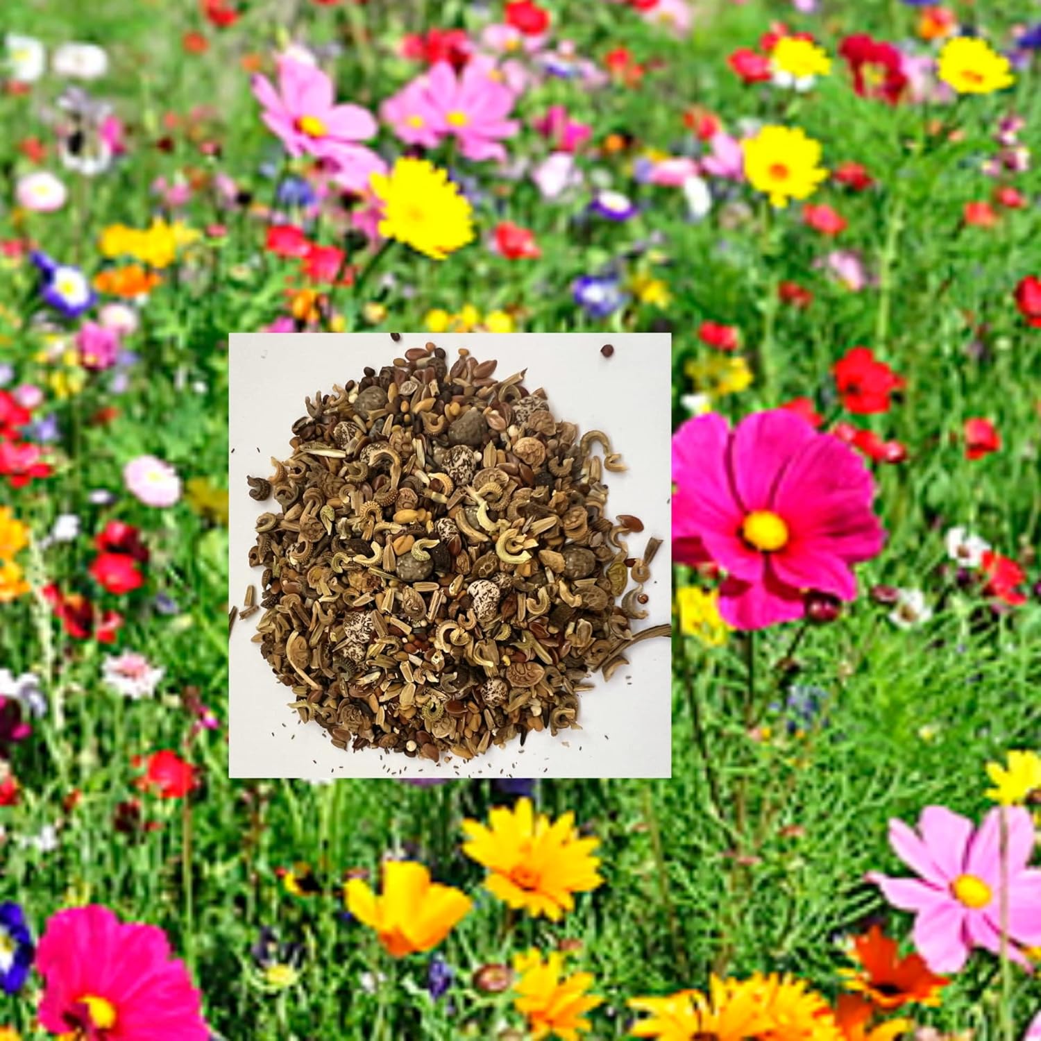Dwarf Wild Flower Wildflower & Cornflower Seed Mix More Than 20
