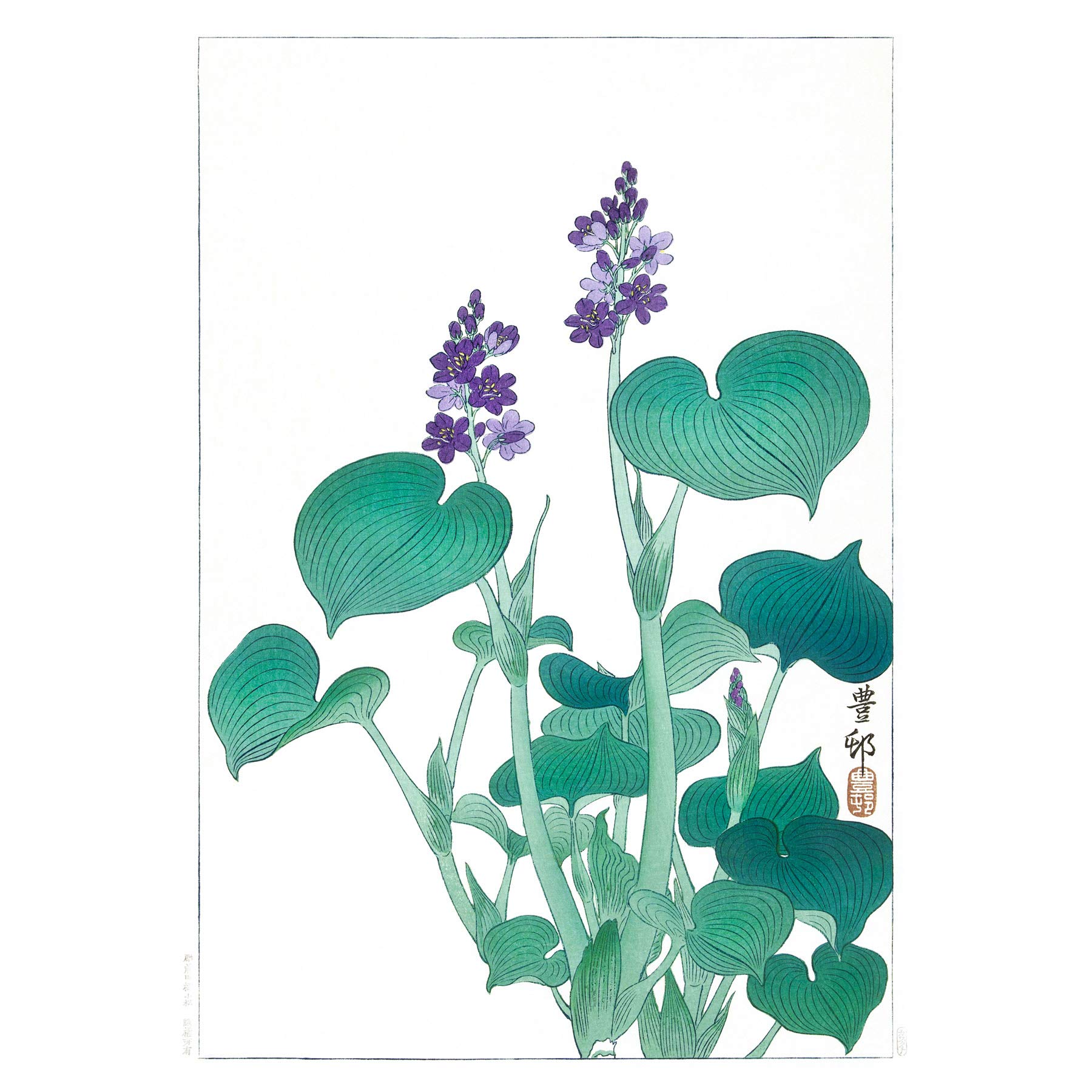 Wee Blue Coo Blooming Hosta Ohara Koson Art Print Poster Wall Decor