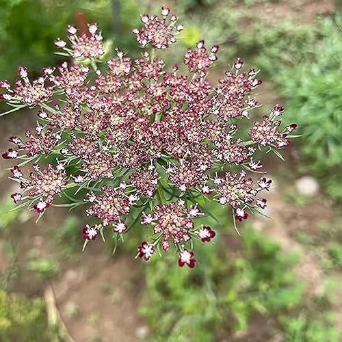Miniatura 2 de CHUXAY GARDEN Semilla de Dara Ammi rosa y borgoña, 100 semillas, encaje falso de reina Anne, excelente planta de hierbas resistente anual,