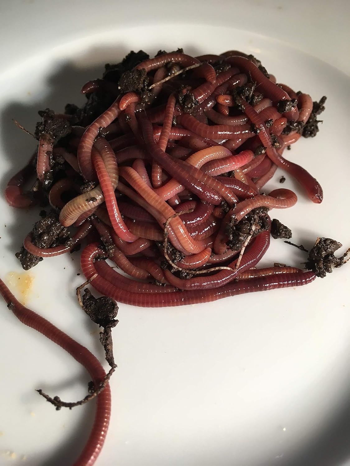 1 pound of red wigglers